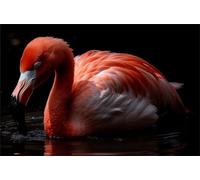 2000 Piece Jigsaw Puzzles for Adults, Puzzle Educational Games, Challenging Puzzle, Puzzles 2000 Pieces Animals Flamingos