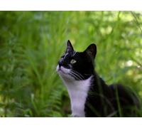 2000 piece puzzle for adults and children from 12 years-Cat, shadow, face 70x100CM