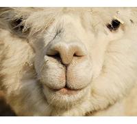 2000 Piece Puzzle for Adults - Huge Waves at the Seaside Paper Puzzles - Relax Puzzles Games - Map Puzzle for Kids and Adults 70x100cm