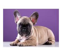 2000-piece puzzle toy animal French Bulldog pet dog puzzle, an intellectual family game and festival gift 70x100cm