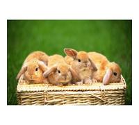 2000-piece rabbit animal puzzle suitable for adults, teenagers, and children as an intellectual stress-relief and fun family game 70x100cm