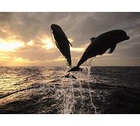 2000 Pieces Of Big Puzzle For Adults - Home Decor, B, 2000 - Open-ended Jigsaw Puzzles for Adults | Themed Puzzles | Family Time Brain Challenge Puzzles | Puzzles - Finished size 99.5×70.5cm