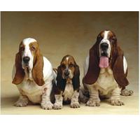 2000 Pieces Paper Jigsaw Puzzle Perfect Choice For The Puzzle Lover Present In Box Present Basset Hound Three Dogs70x100cm
