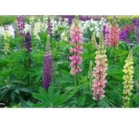 2000 Seeds Bulk of Flower Lupin Russell Mixed