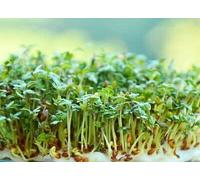 2000 Seeds of Lepidium Sativum