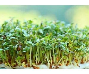 2000 Seeds of Lepidium Sativum