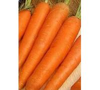 2000 Seeds of Vegetable Carrot James Scarlet Intermediate