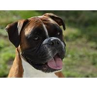 2000piece paper puzzle cute dog boxer portrait suitable for wall art home decoration 70x100cm
