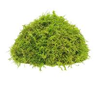 200g Artificial Moss Dried Forest Moss Moss Decorative Green Natural Sphagnum Moss Orchid Moss for Terrarium Decor Reptile Tortoise Snails Snake Substrate Habitat Decoration