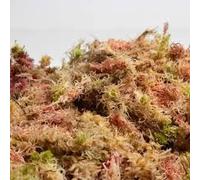 200g Spagnum Moss for Terrainium, Bioactive Live Plant