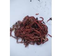 200g TIGER WORMS, COMPOSTING, FISHING, PETS FOOD LIVE (200g)