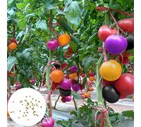 200Pcs/Bag Tomato Seeds Sweet Easy to Store Productive Vegetables Plant Seed for Home Valentine's Day/Mother's Day/Wedding/Anniversary/Party/Graduation/Christmas/Birthday Gifts - Rainbow