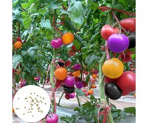 200Pcs/Bag Tomato Seeds Sweet Easy to Store Productive Vegetables Plant Seed for Home Valentine's Day/Mother's Day/Wedding/Anniversary/Party/Graduation/Christmas/Birthday Gifts - Rainbow