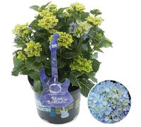 Gardeners Dream Hydrangea 'blue Ballad': Stunning Blue Blooms, Garden Showstopper (50-70Cm, 5L Pot)