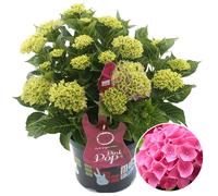 Gardeners Dream Hydrangea 'pink Punk': Vibrant Pink Blooms, Garden Highlight (50-70Cm, 5L Pot)