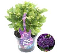 Gardeners Dream Hydrangea 'deep Purple Dance': Dramatic Deep Purple Blooms, Garden Spectacle (50-70Cm, 5L Pot)
