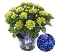 Gardeners Dream Hydrangea 'blue Boogiewoogie': Dynamic Blue Blooms, Garden Spectacle (50-70Cm, 5L Pot)