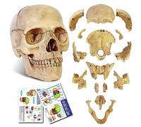 2021 Newest 15 Parts Palm-Sized Anatomy Exploded Skull Model,Detachable Mini Human Color Medical Skull Model Dental ClinicTeaching Equipment,Medical Teaching Learning (Bone Color)