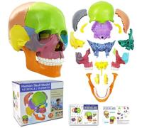 2022 Newest 15 Parts Palm-Sized Anatomy Exploded Skull Model,Detachable Mini Human Color Medical Skull Model Dental ClinicTeaching Equipment,Medical Teaching Learning (Colorful Skull)