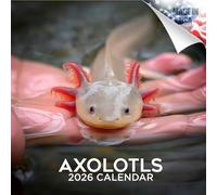 2024 2025 Axolotls Calendar - Wildlife Monthly Wall Calendar - 12 x 24 Open - Thick No-Bleed Paper - Giftable - Academic Teacher's Planner Calendar Organizing & Planning