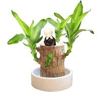 2024 Mini Brazilian Lucky Wood Plant Brazilian Hydroponic Potted Stump Mini Plant, Indoor Office Desk Plant, Purifying Indoor Air Four Seasons Potted Plant