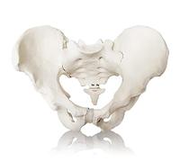 2024 New Life Size Male Pelvis Mode,Hip Model - Male Anatomy Model, Male Pelvic Skeleton Model, Anatomy Medical Model for Science Education, Study of The Anatomical Features