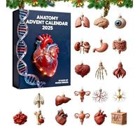 2025 Anatomy Advent Calendar, 24 Days Acrylic Anatomy Ornaments Christmas Countdown Pendants, Mini Human Organ Models Themed Set, for Medical Students Science Enthusiasts