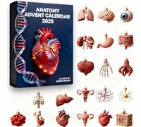 2025 Anatomy Advent Calendar, 24 Days Human Body Ornament Set, Science Advent Calendar for Doctors and Anatomy Lovers, Christmas Decor (2PCS)