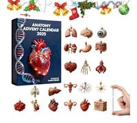 2025 Anatomy Advent Calendar, 24 Days of Human A-natomy Surprise Christmas CountdownCalendar, Funny Acrylic Human Organ Miniatures Countdown Calendar, for Doctors and Anatomy Lovers
