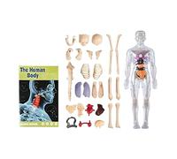 2025 Anatomy Figure Portable Skeleton Model Kit,29 DIY Removable Piece Human Bodys Structures,Clear Human Body Structure Model,Classroom Interactive 3D Organ Models (B)