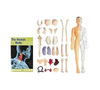 2025 Anatomy Figure Portable Skeleton Model Kit,29 DIY Removable Piece Human Bodys Structures,Clear Human Body Structure Model,Classroom Interactive 3D Organ Models (A)