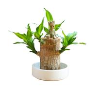 2025 Mini Brazilian Lucky Wood, Hydroponic Potted Stump Mini Plant, Indoor Office Desk Plant, Four Seasons Potted Plant For Purifying Indoor Air (Brazilian Wood+Doll)
