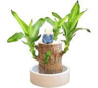2025 Mini Brazilian LuckyWood, Hydroponic Potted Stump Mini Plant, Indoor Office Desk Plant, Purifying Indoor Air Potted Plant (Brazilian Wood+Doll)
