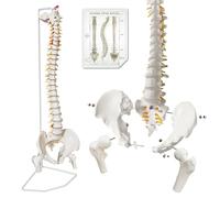 2025 Spine Model, 34.6 Inch Life Size Spine Model, Flexible Anatomical Spine with Vertebrae, Nerves, Arteries, Lumbar Column and Male Pelvis with Stand for Science Study o