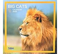 2026 Big Cats Square Wall Calendar Cute Animals Wild Lion Tiger Lynx Leopard Cougar Cub Planner Organiser Home Kitchen Office Christmas Birthday New Year