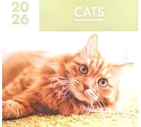 2026 Cats Square Wall Calendar Kittens Cute Ginger Black White Tabby Pets Home Kitchen Christmas Birthday New Year Gift