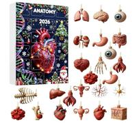 2026 Christmas Advent Anatomy 24 Days 2D - Holiday Pendant | Countdown Calendar Human Body Figure for Kids Adults Home Office Apartment Classroom
