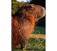 2026 Cute Capybara Weekly Planner: 6" x 9" Inches Monthly Daily Calendar