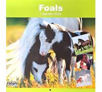 2026 Foals Square Wall Calendar Baby Young Horses Equine Stallion Mare Racing Working Planner Organiser Home Kitchen Office Christmas Birthday New Year