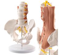 2026 New Human 1:1 Life Size Lumbar Spine Bone Model, Female Pelvis Model Nerves Hip Joint Muscle Anatomy Model Removable Movable Femur Heads,with Manual Card for Medical Education Study
