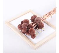 20Pcs(1.8-2.5CM) 20 "Natural Craspedia Dried Flowers Yellow Billy Buttons Balls Bouquet Bundles, Real Freshly Harvested Dry Plant Bunch Arrangements Decorate for Home Crafts, Party
