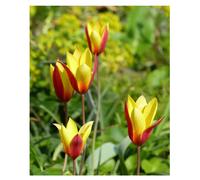 20x Dwarf Tulip Clusiana Chrysantha Bulbs Early Spring Flowering Botanical Tulipa Beautiful Yellow and Red Rockery Garden Patio Flowers