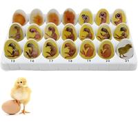 21 Pcs Chick Life Cycle Exploration Set, Chick Embryo Growth Model, Egg Hatching Development Process Biological Teaching Model, Children, Unisex.