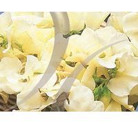 21 Seeds of Flower Sweet Pea Cathy