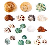 21PCS Hermit Crab Shells | Assorted Natural Sea Conch Size 1.3"-3.2" | Growth Turbo for Small to Medium and Large Crabs, Saltwater Hermit Crab Supplies and Sea Shell for Beach Decor