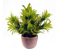 22cm Foliage Honey Plant Light Green in Terracotta Pot