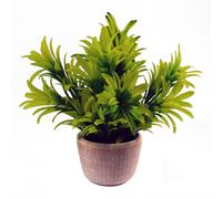 22cm Honey Plant Light Green in Terracotta Pot