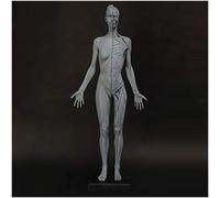 23.6Inch Female Anatomy Figure - Resin Material Human Muscle Bone Model - Human Anatomical Muscle Bone Model - for Medical Artist Drawing Study,A