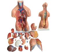 23-Part Detachable Human Torso Model, 85cm/33.4inch Life Size Human Torso Anatomy Model, Keleton Educational Model, with Detailed Product Guide, for Medical Students, Science Learning