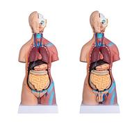 23 Parts Human Body Torso Model 45Cm Anatomy ModelRemovable Parts with Heart Visceral Brain Skeleto for Preschool School